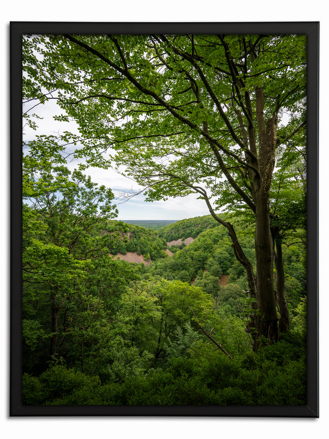 Grönska i Söderåsen