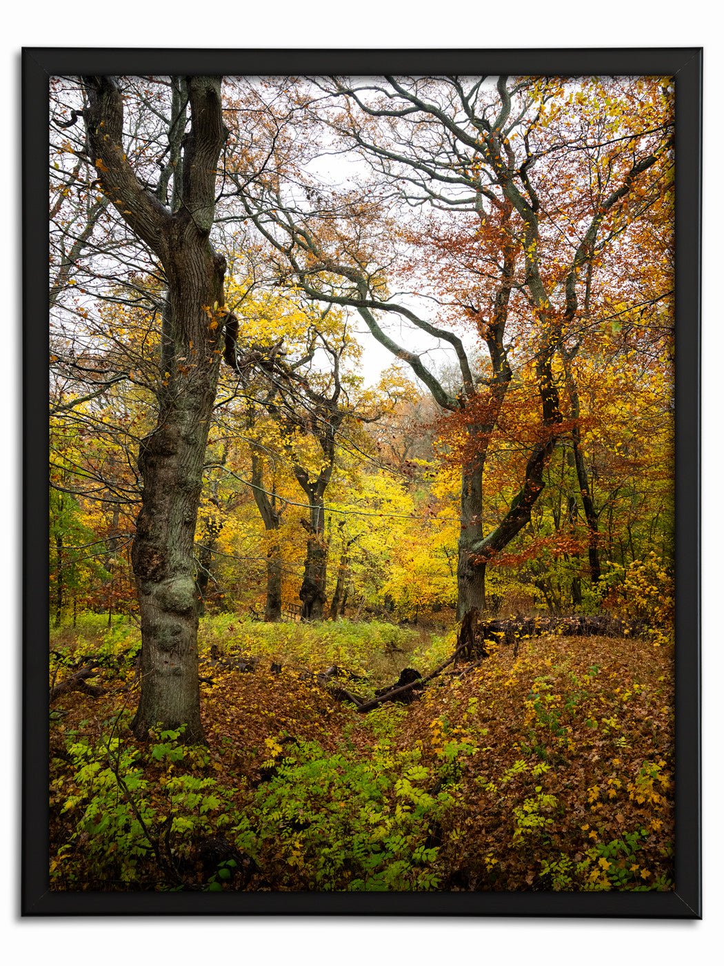 Höst i Dalby Söderskog