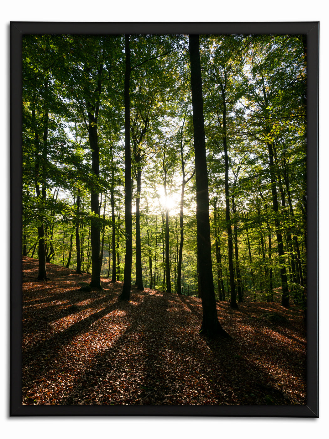 Solstrålar genom skogen