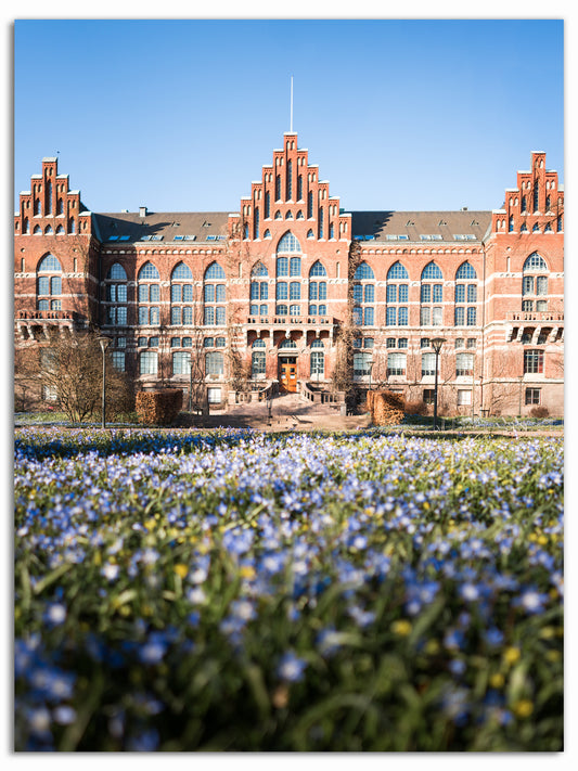 Blå blommor framför Universitetsbiblioteket