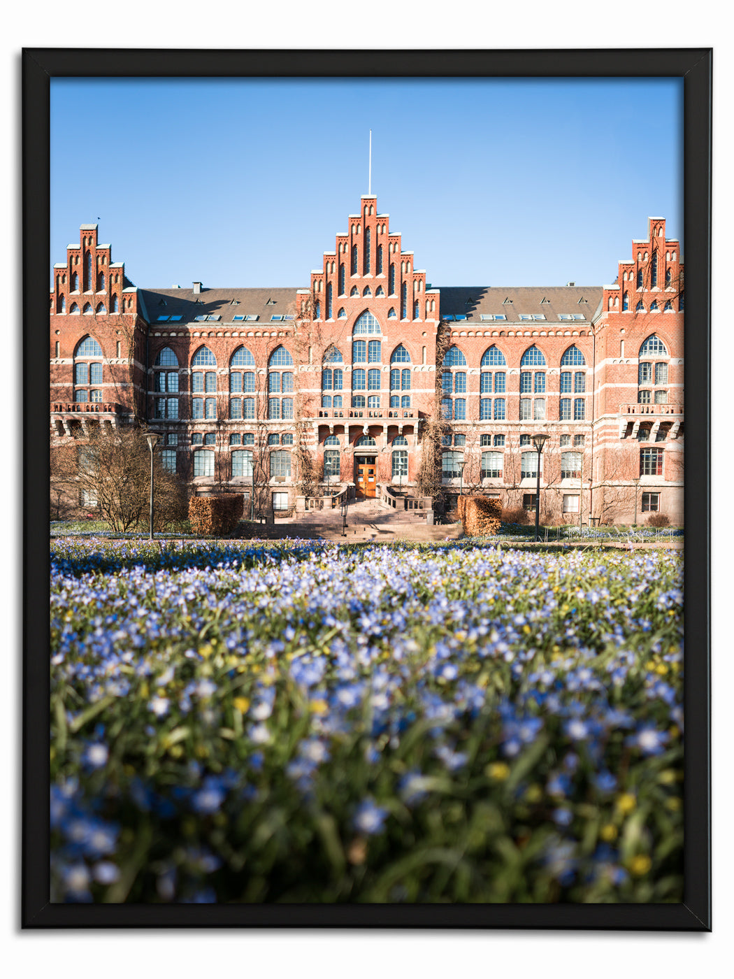 Blå blommor framför Universitetsbiblioteket