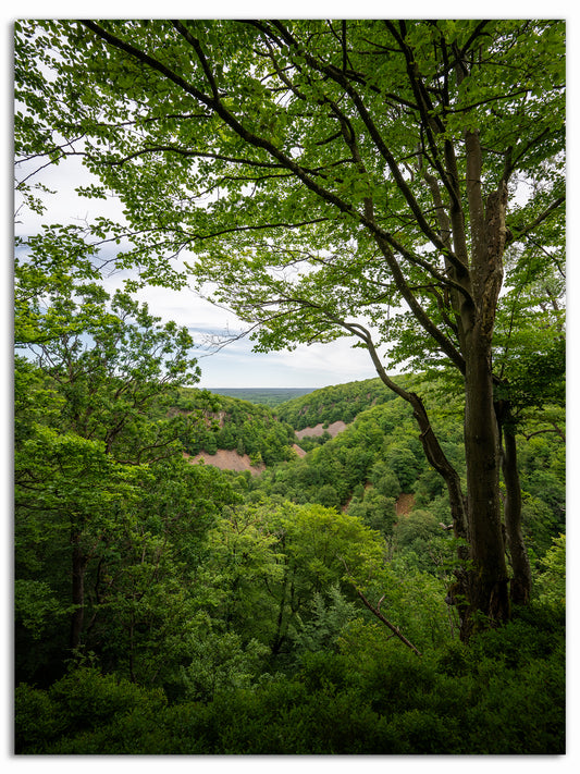 Grönska i Söderåsen