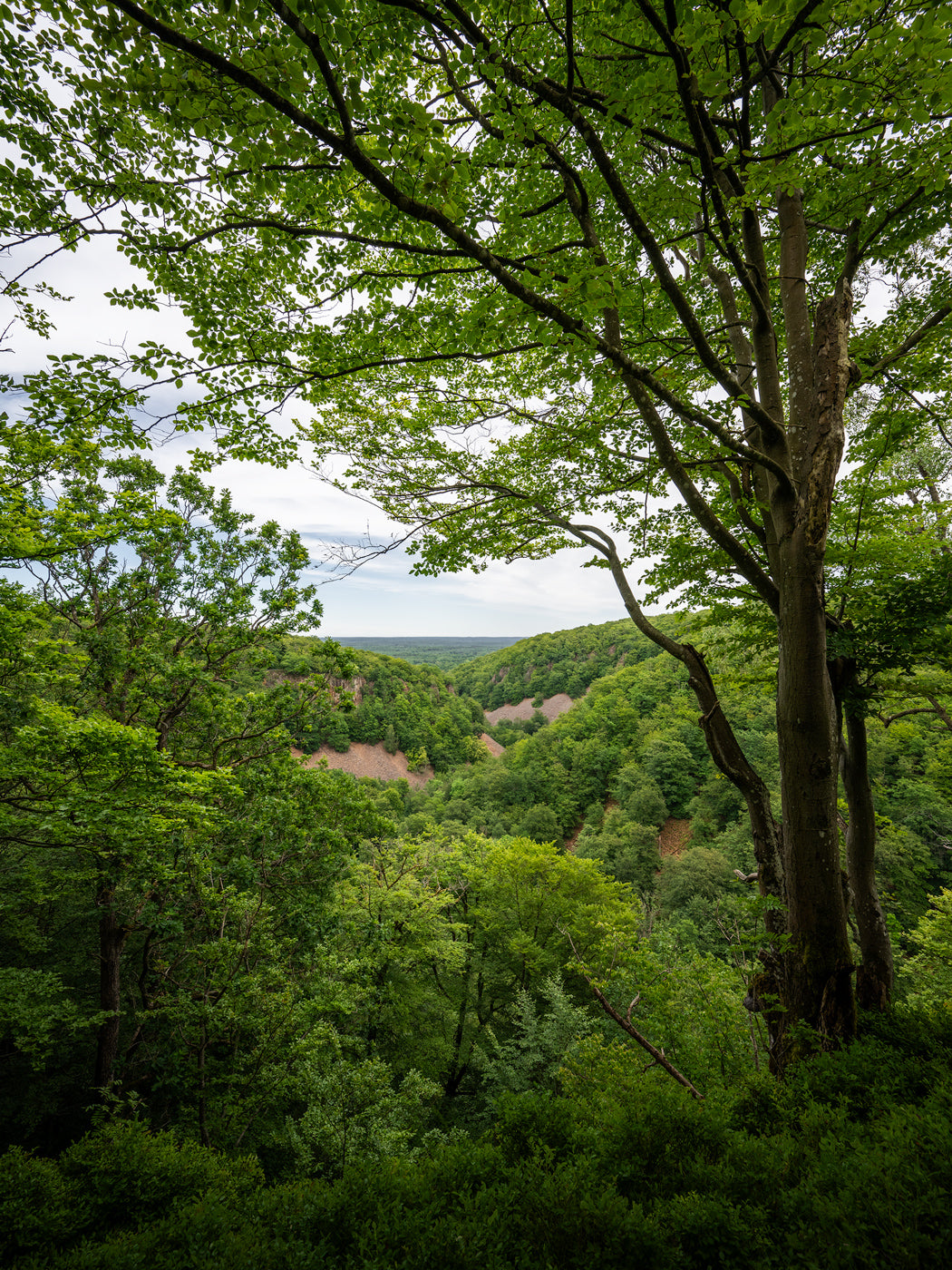 Grönska i Söderåsen