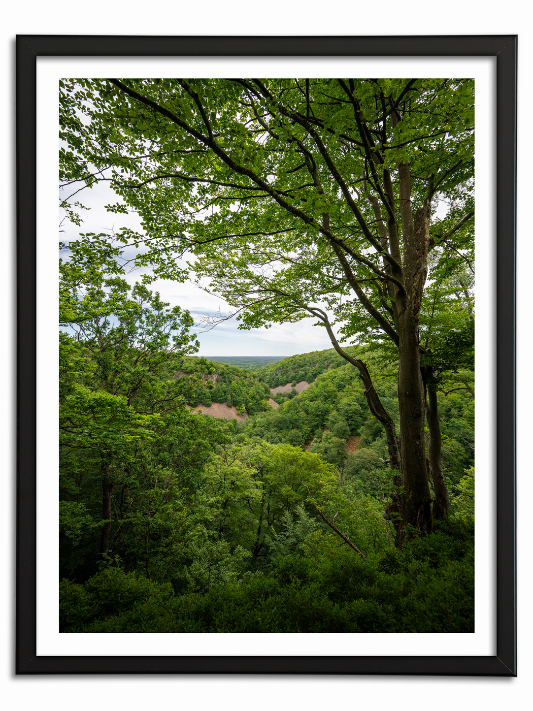 Grönska i Söderåsen