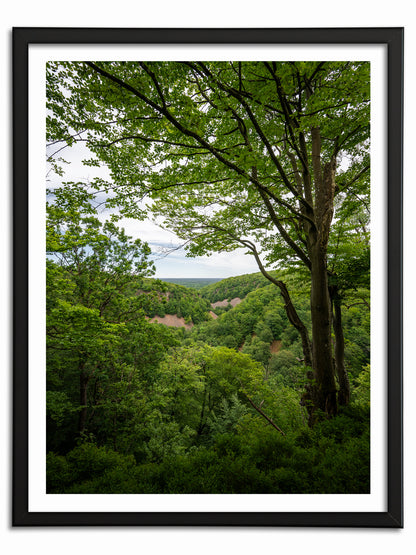 Grönska i Söderåsen