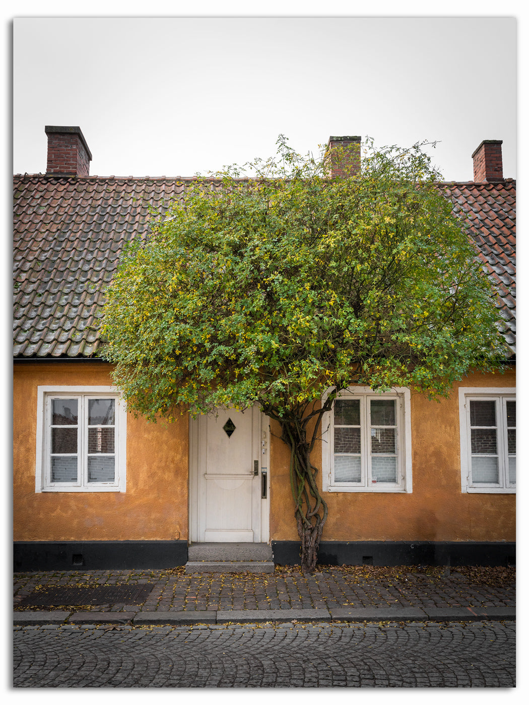 Gula Huset och Gröna Trädet