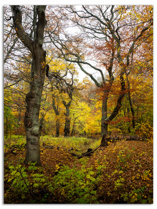 Höst i Dalby Söderskog