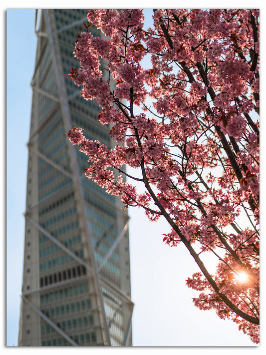 Körsbärsträd och Turning Torso