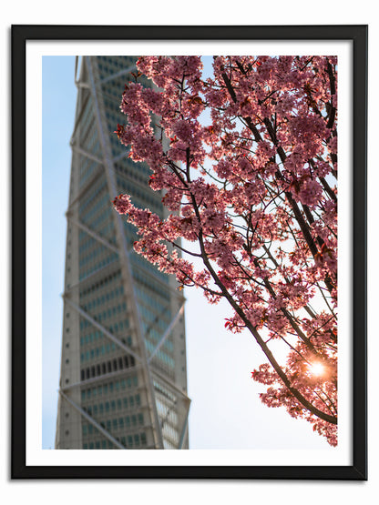 Körsbärsträd och Turning Torso