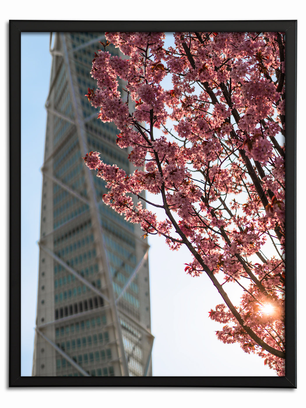 Körsbärsträd och Turning Torso