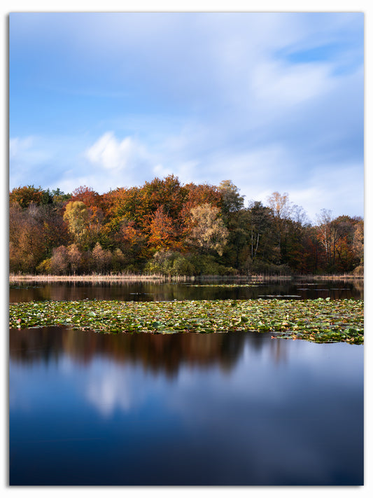 Näckrosorna i Härsnäsdammarna