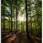 Solstrålar genom skogen