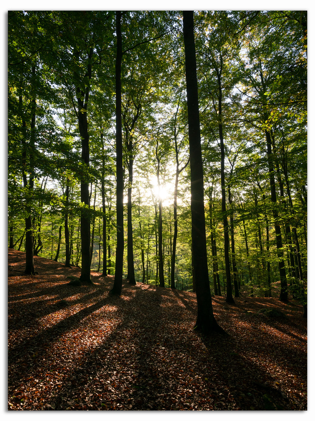 Solstrålar genom skogen