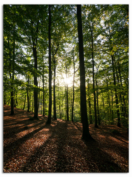 Solstrålar genom skogen