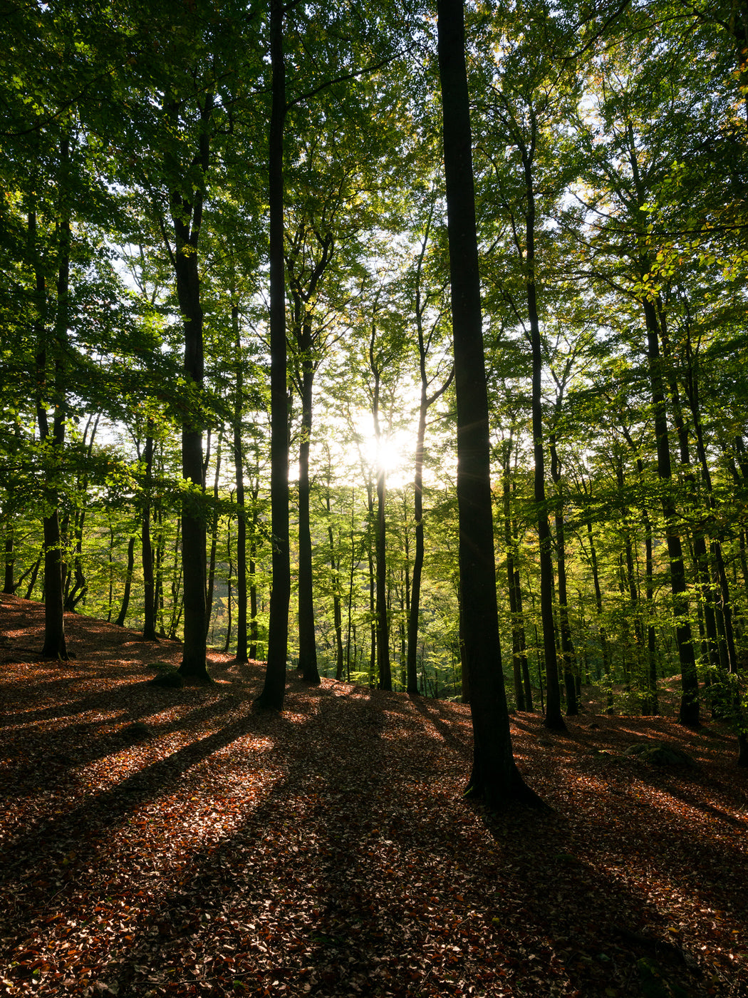 Solstrålar genom skogen