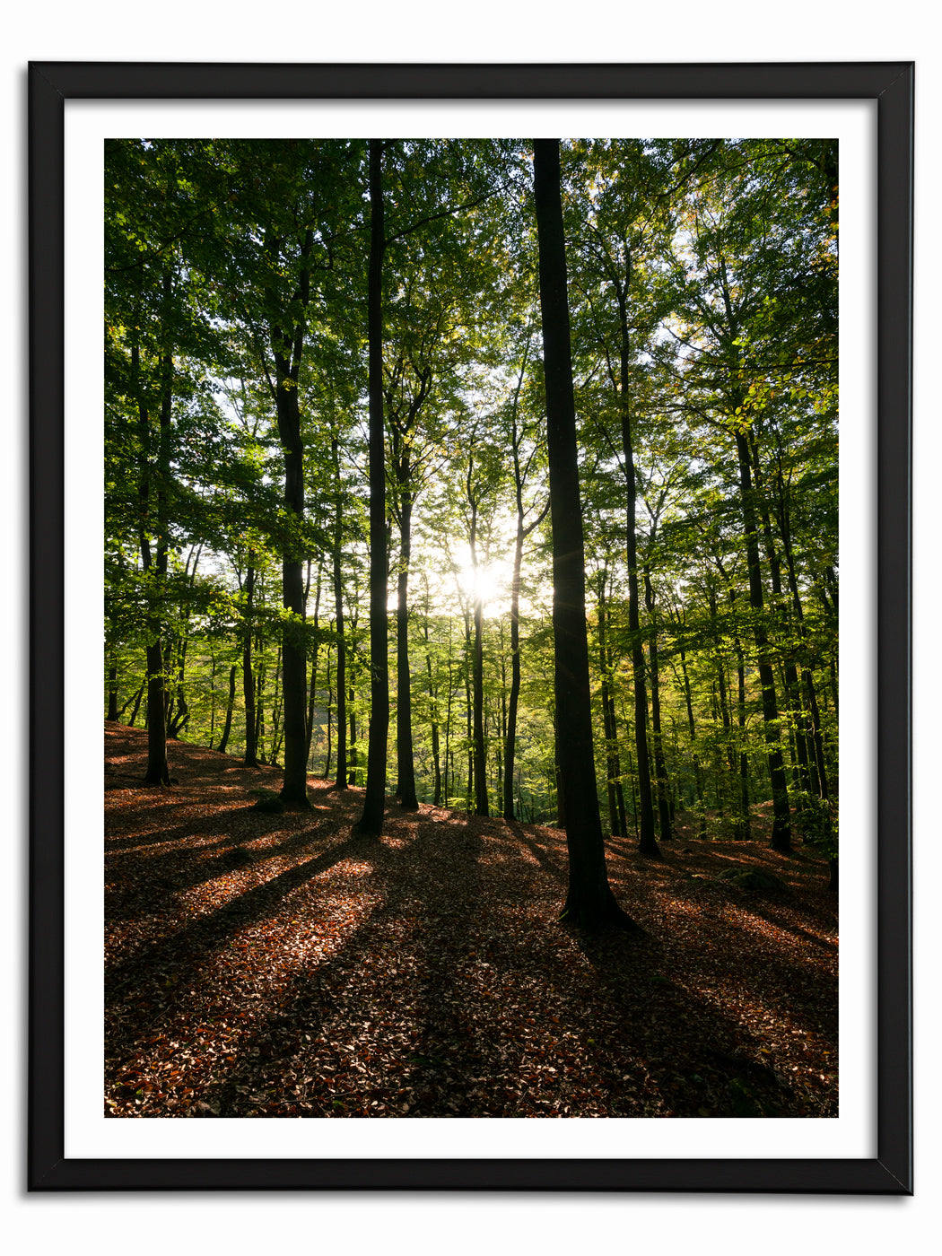Solstrålar genom skogen